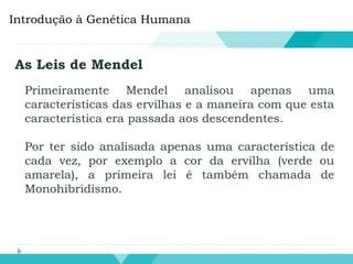Introdução à Genética Humana
As Leis de Mendel
Primeiramente Mendel analisou apenas uma
características das ervilhas e a maneira com que esta
característica era passada aos descendentes.
Por ter sido analisada apenas uma característica de
cada vez, por exemplo a cor da ervilha (verde ou
amarela), a primeira lei é também chamada de
Monohibridismo.
 