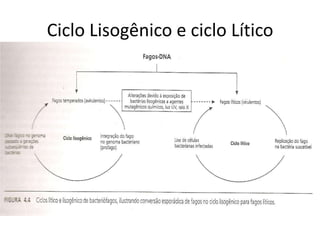 Ciclo Lisogênico e ciclo Lítico
 