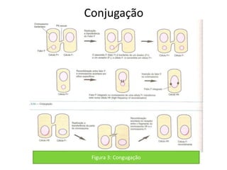 Conjugação




 Figura 3: Congugação
 
