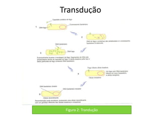 Transdução




 Figura 2: Trandução
 