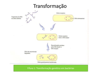 Transformação




Fifura 1: Transformação genética em bactérias
 