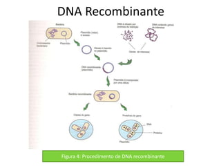 DNA Recombinante




Figura 4: Procedimento de DNA recombinante
 