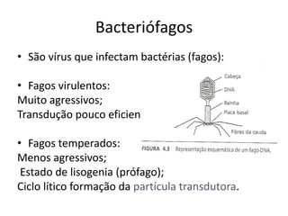 Bacteriófagos
• São vírus que infectam bactérias (fagos):

• Fagos virulentos:
Muito agressivos;
Transdução pouco eficiente.

• Fagos temperados:
Menos agressivos;
 Estado de lisogenia (prófago);
Ciclo lítico formação da partícula transdutora.
 