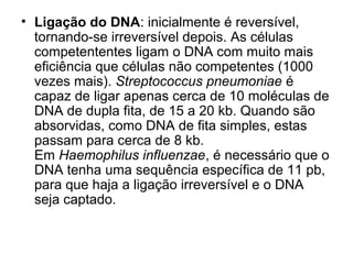 • Ligação do DNA: inicialmente é reversível, 
tornando-se irreversível depois. As células 
competententes ligam o DNA com muito mais 
eficiência que células não competentes (1000 
vezes mais). Streptococcus pneumoniae é 
capaz de ligar apenas cerca de 10 moléculas de 
DNA de dupla fita, de 15 a 20 kb. Quando são 
absorvidas, como DNA de fita simples, estas 
passam para cerca de 8 kb. 
Em Haemophilus influenzae, é necessário que o 
DNA tenha uma sequência específica de 11 pb, 
para que haja a ligação irreversível e o DNA 
seja captado. 
 