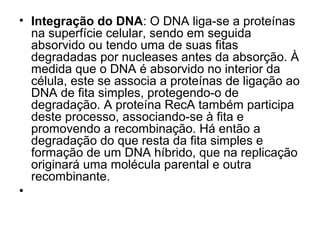 • Integração do DNA: O DNA liga-se a proteínas 
na superfície celular, sendo em seguida 
absorvido ou tendo uma de suas fitas 
degradadas por nucleases antes da absorção. À 
medida que o DNA é absorvido no interior da 
célula, este se associa a proteínas de ligação ao 
DNA de fita simples, protegendo-o de 
degradação. A proteína RecA também participa 
deste processo, associando-se à fita e 
promovendo a recombinação. Há então a 
degradação do que resta da fita simples e 
formação de um DNA híbrido, que na replicação 
originará uma molécula parental e outra 
recombinante. 
• 
 