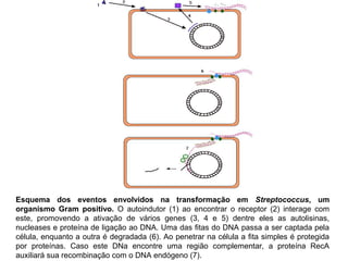 Esquema dos eventos envolvidos na transformação em Streptococcus, um 
organismo Gram positivo. O autoindutor (1) ao encontrar o receptor (2) interage com 
este, promovendo a ativação de vários genes (3, 4 e 5) dentre eles as autolisinas, 
nucleases e proteína de ligação ao DNA. Uma das fitas do DNA passa a ser captada pela 
célula, enquanto a outra é degradada (6). Ao penetrar na célula a fita simples é protegida 
por proteínas. Caso este DNa encontre uma região complementar, a proteína RecA 
auxiliará sua recombinação com o DNA endógeno (7). 
 