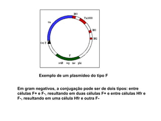Exemplo de um plasmídeo do tipo F 
Em gram negativos, a conjugação pode ser de dois tipos: entre 
células F+ e F-, resultando em duas células F+ e entre células Hfr e 
F-, resultando em uma célula Hfr e outra F- 
 
