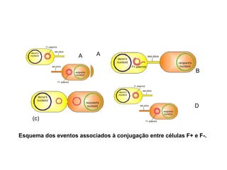 (c) 
A 
B 
D 
A 
Esquema dos eventos associados à conjugação entre células F+ e F-. 
 