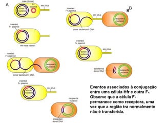 A 
BB 
Eventos associados à conjugação 
entre uma célula Hfr e outra F-. 
Observe que a célula F-permanece 
como receptora, uma 
vez que a região tra normalmente 
não é transferida. 
 
