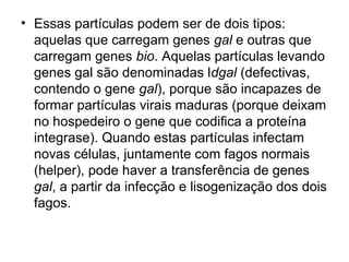 • Essas partículas podem ser de dois tipos: 
aquelas que carregam genes gal e outras que 
carregam genes bio. Aquelas partículas levando 
genes gal são denominadas ldgal (defectivas, 
contendo o gene gal), porque são incapazes de 
formar partículas virais maduras (porque deixam 
no hospedeiro o gene que codifica a proteína 
integrase). Quando estas partículas infectam 
novas células, juntamente com fagos normais 
(helper), pode haver a transferência de genes 
gal, a partir da infecção e lisogenização dos dois 
fagos. 
 