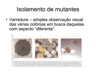 Isolamento de mutantes 
• Varredura – simples observação visual 
das várias colônias em busca daquelas 
com aspecto “diferente”. 
 