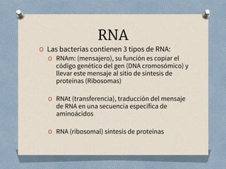 RNA
O Las bacterias contienen 3 tipos de RNA:
O RNAm: (mensajero), su función es copiar el
código genético del gen (DNA cromosómico) y
llevar este mensaje al sitio de síntesis de
proteínas (Ribosomas)
O RNAt (transferencia), traducción del mensaje
de RNA en una secuencia especifica de
aminoácidos
O RNA (ribosomal) síntesis de proteínas
 