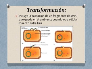 Transformación:
O Incluye la captación de un fragmento de DNA
que queda en el ambiente cuando otra célula
muere o sufre lisis
 
