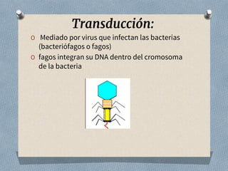 Transducción:
O Mediado por virus que infectan las bacterias
(bacteriófagos o fagos)
O fagos integran su DNA dentro del cromosoma
de la bacteria
 
