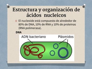 Estructura y organización de
ácidos nucleicos
O El nucleoide está compuesto de alrededor de
80% de DNA, 10% de RNA y 10% de proteínas
(RNA polimerasa).
DNA
 