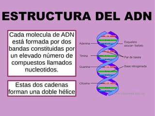 ESTRUCTURA DEL ADN
Cada molecula de ADN
está formada por dos
bandas constituidas por
un elevado número de
compuestos llamados
nucleotidos.
Estas dos cadenas
forman una doble hélice
 