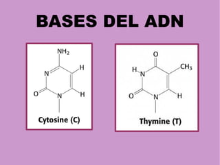BASES DEL ADN
 