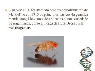  O ano de 1900 foi marcado pelo “redescobrimento de
Mendel”, e em 1915 os princípios básicos da genética
mendeliana já haviam sido aplicados a uma variedade
de organismos, como a mosca da fruta Drosophila
melanogaster.
 