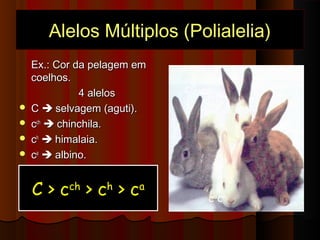 Alelos Múltiplos (Polialelia)Alelos Múltiplos (Polialelia)
Ex.: Cor da pelagem emEx.: Cor da pelagem em
coelhos.coelhos.
4 alelos4 alelos
 CC  selvagem (aguti).selvagem (aguti).
 ccchch
 chinchila.chinchila.
 cchh
 himalaia.himalaia.
 ccaa
 albino.albino.
C > cch
> ch
> ca
C _
cch
_
ch
_
ca
ca
 
