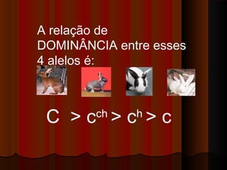 C > cch
> ch
> c
A relação de
DOMINÂNCIA entre esses
4 alelos é:
 