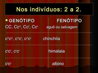 Nos indivíduos: 2 a 2.Nos indivíduos: 2 a 2.
GENÓTIPOGENÓTIPO FENÓTIPOFENÓTIPO
CC, CcCC, Ccchch
, Cc, Cchh
, Cc, Ccaa
aguti ou selvagemaguti ou selvagem
ccchch
ccchch
, c, cchch
cchh
, c, cchch
ccaa
chinchilachinchila
cchh
cchh
, c, chh
ccaa
himalaiahimalaia
ccaa
ccaa
albinoalbino
 