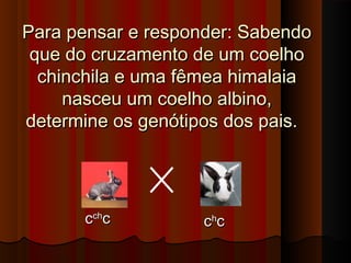 Para pensar e responder: SabendoPara pensar e responder: Sabendo
que do cruzamento de um coelhoque do cruzamento de um coelho
chinchila e uma fêmea himalaiachinchila e uma fêmea himalaia
nasceu um coelho albino,nasceu um coelho albino,
determine os genótipos dos pais.determine os genótipos dos pais.
ccchch
cc cchh
cc
 