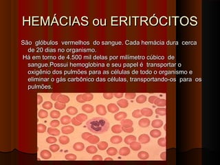 HEMÁCIAS ou ERITRÓCITOSHEMÁCIAS ou ERITRÓCITOS
São  glóbulos  vermelhos  do sangue. Cada hemácia dura cercaSão  glóbulos  vermelhos  do sangue. Cada hemácia dura cerca
de 20 dias no organismo.de 20 dias no organismo.
Há em torno de 4.500 mil delas por milímetro cúbico  deHá em torno de 4.500 mil delas por milímetro cúbico  de
sangue.Possui hemoglobina e seu papel é  transportar osangue.Possui hemoglobina e seu papel é  transportar o
oxigênio dos pulmões para as células de todo o organismo eoxigênio dos pulmões para as células de todo o organismo e
eliminar o gás carbônico das células, transportando-os  para  os eliminar o gás carbônico das células, transportando-os  para  os 
pulmões.pulmões.
 