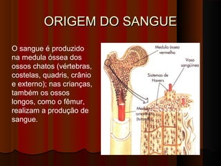 ORIGEM DO SANGUEORIGEM DO SANGUE
O sangue é produzido
na medula óssea dos
ossos chatos (vértebras,
costelas, quadris, crânio
e externo); nas crianças,
também os ossos
longos, como o fêmur,
realizam a produção de
sangue.
 