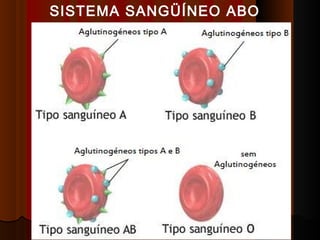 SISTEMA SANGÜÍNEO ABO
 