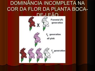 DOMINÂNCIA INCOMPLETA NADOMINÂNCIA INCOMPLETA NA
COR DA FLOR DA PLANTA BOCA-COR DA FLOR DA PLANTA BOCA-
DE-LEÃODE-LEÃO
 