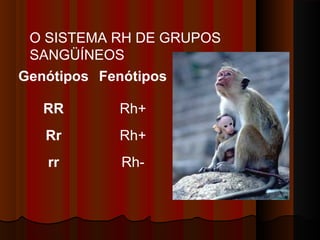 Genótipos Fenótipos
RR Rh+
Rr Rh+
rr Rh-
O SISTEMA RH DE GRUPOS
SANGÜÍNEOS
 