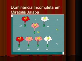 Dominância Incompleta em
Mirabilis Jalapa
 