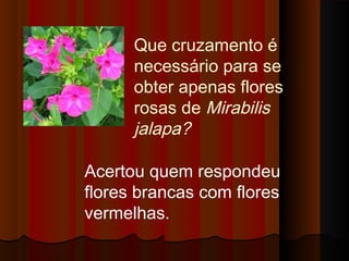 Que cruzamento é
necessário para se
obter apenas flores
rosas de Mirabilis
jalapa?
Acertou quem respondeu
flores brancas com flores
vermelhas.
 