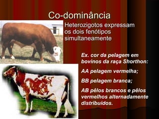 Co-dominânciaCo-dominância
 Heterozigotos expressamHeterozigotos expressam
os dois fenótiposos dois fenótipos
simultaneamentesimultaneamente
Ex. cor da pelagem em
bovinos da raça Shorthon:
AA pelagem vermelha;
BB pelagem branca;
AB pêlos brancos e pêlos
vermelhos alternadamente
distribuídos.
 