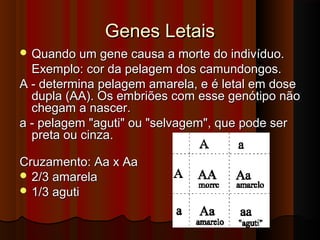 Genes LetaisGenes Letais
 Quando um gene causa a morte do indivíduo.Quando um gene causa a morte do indivíduo.
Exemplo: cor da pelagem dos camundongos.Exemplo: cor da pelagem dos camundongos.
A - determina pelagem amarela, e é letal em doseA - determina pelagem amarela, e é letal em dose
dupla (AA). Os embriões com esse genótipo nãodupla (AA). Os embriões com esse genótipo não
chegam a nascer.chegam a nascer.
a - pelagem "aguti" ou "selvagem", que pode sera - pelagem "aguti" ou "selvagem", que pode ser
preta ou cinza.preta ou cinza.
Cruzamento: Aa x AaCruzamento: Aa x Aa
 2/3 amarela2/3 amarela
 1/3 aguti1/3 aguti
 