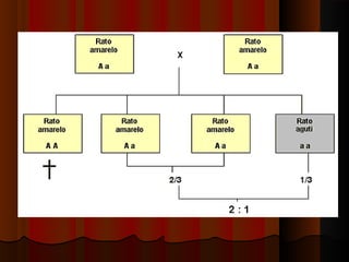 Todos os artigos de 1ª Lei de Mendel
 