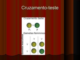 Cruzamento-testeCruzamento-teste
 