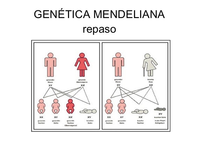 Resultado de imagen para MENDEL GENETICA CLASICA