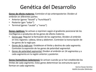 Genética del Desarrollo
Genes de efecto materno: Controlan el eje anteroposterior. Dividen al
embrión en diferentes partes:
• Anterior (genes “bicoid” y “hunchback”)
• Posterior (gen “oskar”)
• Terminal (genes “caudal” y “nanos”)

Genes cigóticos: Se activan o reprimen según el gradiente posicional de los
morfógenos o productos de los genes de efecto materno.
• Genes gap: Regulan la formación de los segmentos. Dividen al embrión
  en tres regiones: cabeza, tórax y abdomen. Controlan la transcripción de
  los genes de la regla par.
• Genes de la regla par: Establecen el límite y destino de cada segmento.
  Controlan la expresión de los genes de polaridad segmental.
• Genes de polaridad segmental: Dividen al embrión en 14 segmentos y a
  cada segmento en la región anterior y posterior.

Genes homeóticos (selectores): Se activan cuando ya se han establecido los
límites de cada segmento. Estos genes determinan las estructuras que se
forman en cada segmento.                                           Karina Clavijo Sánchez
                                                                   Adolfo González Meléndez
 