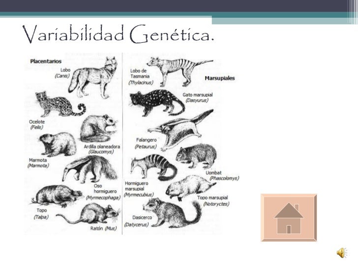 Genética de poblaciones