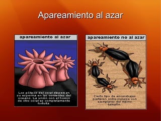 Apareamiento al azarApareamiento al azar
 