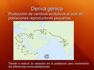 Deriva génicaDeriva génica
●
Producción de cambios evolutivos al azar enProducción de cambios evolutivos al azar en
poblac...