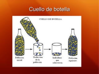 Cuello de botellaCuello de botella
 