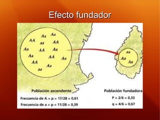 Efecto fundadorEfecto fundador
 