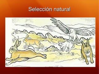 Selección naturalSelección natural
 