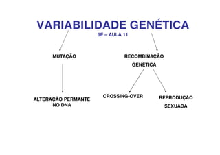 VARIABILIDADE GENÉTICA
                     6E – AULA 11



      MUTAÇÃO                  RECOMBINAÇÃO
                                    GENÉTICA




                       CROSSING-OVER           REPRODUÇÃO
ALTERAÇÃO PERMANTE
      NO DNA                                    SEXUADA
 