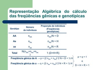Representação Algébrica do cálculo
das freqüências gênicas e genotípicas
Genótipo
Número
de indivíduos
Proporção de indivíduos
(Freqüências
genotípicas)
AA nAA nAA/N = D
Aa nAa nAa/N = H
aa naa naa/N = R
Total
N(nAA+nAa+naa
)
1 (D+H+R)
Freqüência gênica de A → p = (2 nAA + nAa)/ 2 N = D + ½ H
Freqüência gênica de a → q = (2 naa + nAa)/ 2 N = R + ½ H
p + q = 1
e
D + H + R = 1
 