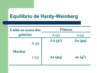 Equilíbrio de Hardy-Weinberg
União ao acaso dos
gametas
Fêmeas
A (p) a (q)
Machos
A (p)
AA (p2) Aa (pq)
a (q) Aa (pq) aa (q2)
 