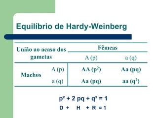 Equilíbrio de Hardy-Weinberg
União ao acaso dos
gametas
Fêmeas
A (p) a (q)
Machos
A (p) AA (p2) Aa (pq)
a (q) Aa (pq) aa (q2)
p² + 2 pq + q² = 1
D + H + R = 1
 