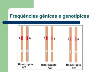 Freqüências gênicas e genotípicas
 